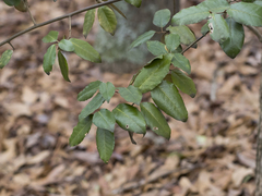 Elaeagnus pungens