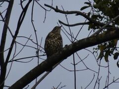 Turdus viscivorus