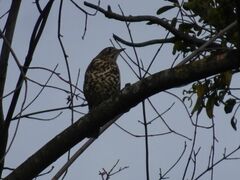 Turdus viscivorus