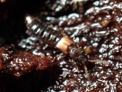 Phloeopora