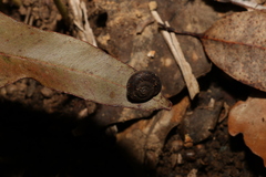 Ramogenia challengeri