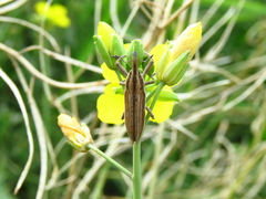 Lixus anguinus