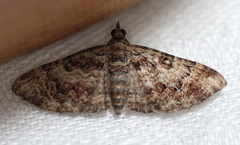 Chloroclystis embolocosma