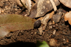 Ramogenia challengeri