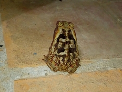 Rhinella diptycha