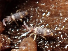Entomobrya clitellaria