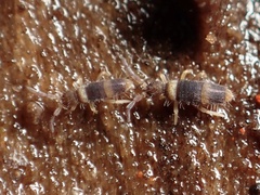 Entomobrya clitellaria