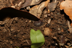 Ramogenia challengeri