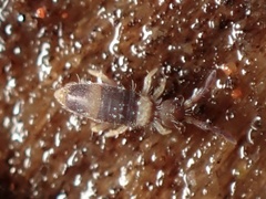 Entomobrya clitellaria