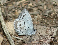 Celastrina