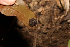 Ramogenia challengeri