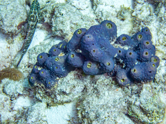 Cephalopholis cruentata