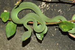 Trimeresurus macrops