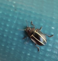 Desmogramma