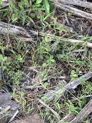 Sistrurus miliarius barbouri