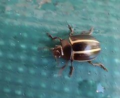 Desmogramma
