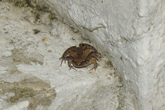 Microhyla mukhlesuri