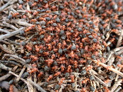 Formica integra