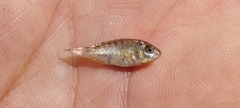 Oreochromis niloticus