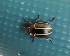 Desmogramma