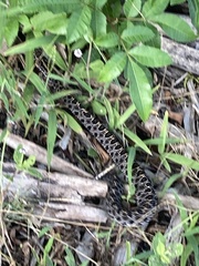 Sistrurus miliarius barbouri