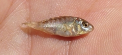 Oreochromis niloticus