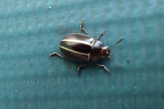 Desmogramma
