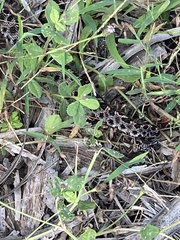 Sistrurus miliarius barbouri