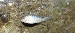 Oreochromis niloticus