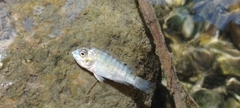 Oreochromis niloticus