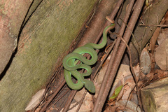 Trimeresurus macrops