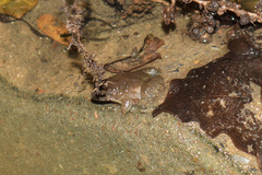 Occidozyga martensii