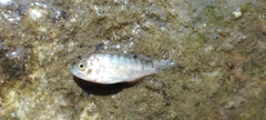 Oreochromis niloticus