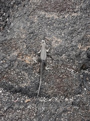 Microlophus albemarlensis