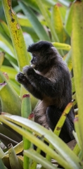 Sapajus nigritus