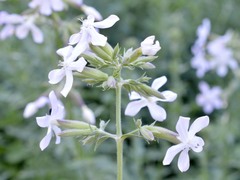 Saponaria