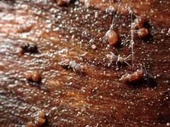 Entomobrya clitellaria