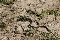 Dolichophis caspius