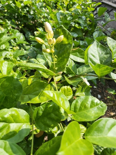 Jasminum sambac, 2023-01-13