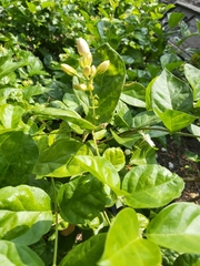 Jasminum sambac