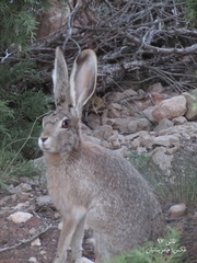 Lepus capensis
