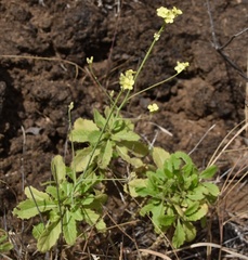 Diplotaxis gorgadensis brochmannii