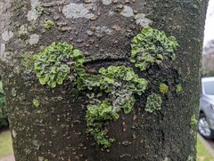 Melanohalea exasperatula