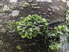 Melanohalea exasperatula