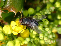 Calliphora vicina