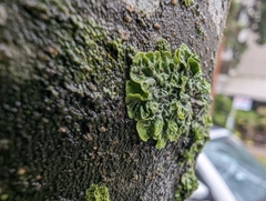 Melanohalea exasperatula