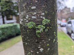 Melanohalea exasperatula