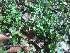 Dichondra occidentalis