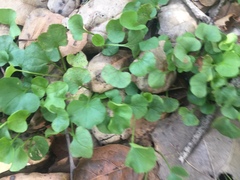 Dichondra occidentalis