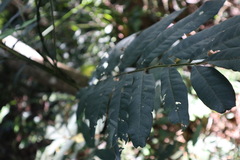 Flindersia schottiana